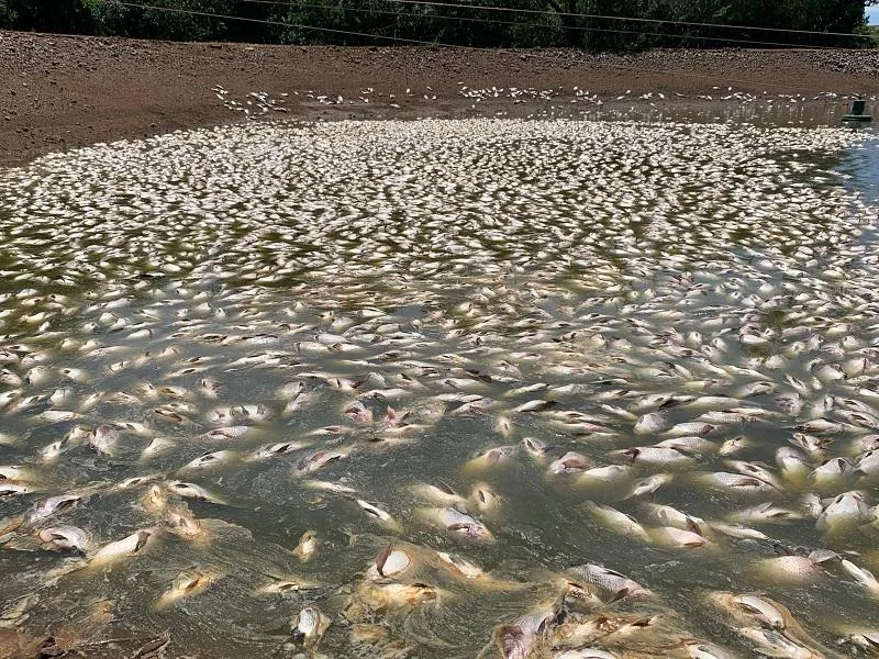 Produtor rural de Nova Santa Rosa sofre prejuízo de 25 toneladas de peixes