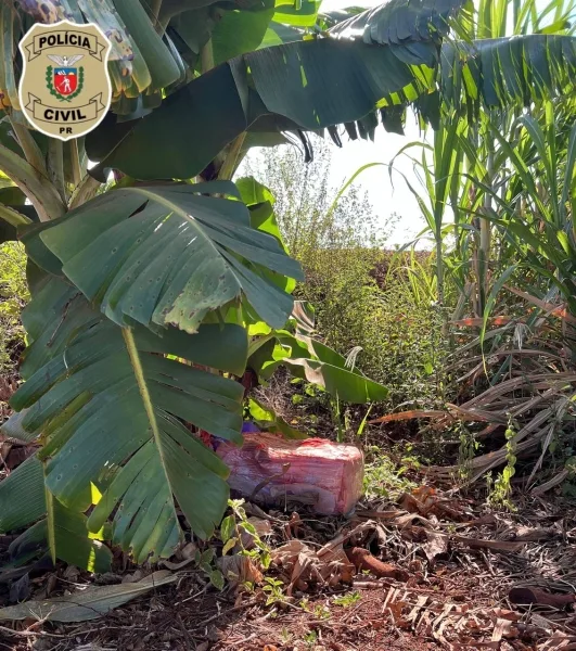 Polícia Civil de Guaíra apreende drogas após denúncia