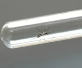 Mercedes enfrenta surto de chikungunya: 15 casos confirmados e 62 em investigação