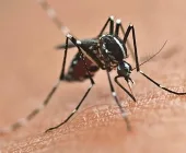 Mercedes tem 26 casos confirmados de Chikungunya e um de dengue
