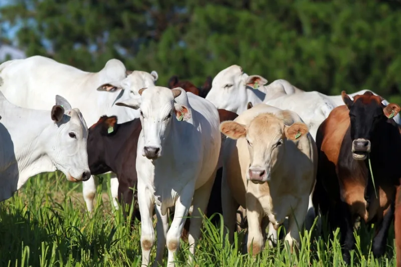 Adapar confirma morte por Raiva Bovina em propriedade rural de Porto Mendes