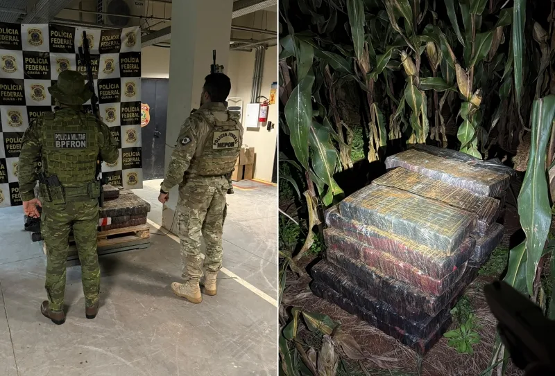 Polícia acha 254 kg de maconha em milharal após seguir rastro de pneu em Guaíra