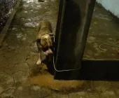 Homem sofre ferimentos graves após ataque de pitbull na região