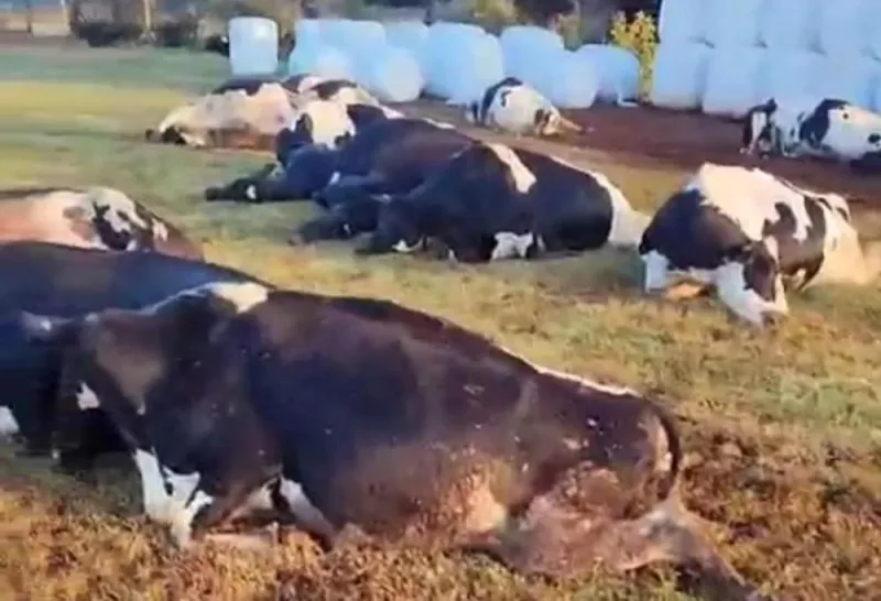 32 vacas morrem eletrocutadas no interior de Marechal Rondon; Veja o vídeo