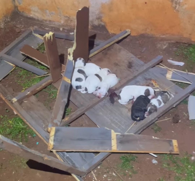 Criança de 03 anos fica ferida após ataque de Pitbull em Toledo