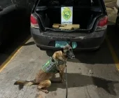 Cão de faro localiza drogas em carro e três pessoas são presas em Marechal Rondon