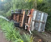Carreta com carga de porcos tomba na Serrinha da BR-163, entre Mercedes e Guaíra