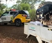 PM de Guaíra atende ocorrência de maus-tratos a animais