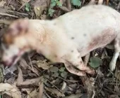 Cão 'Mancha' é morto a tiros em Marechal Rondon e Polícia investiga