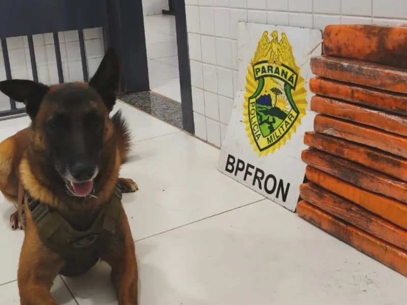 Cão farejador encontra drogas em malas e passageira é presa em ônibus de Guaíra