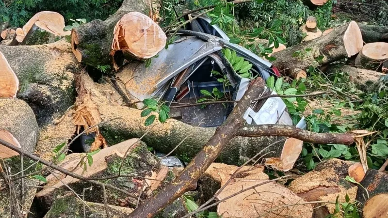 Árvore cai e destrói carro em Toledo