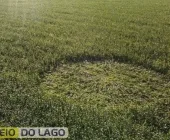 Círculo misterioso surge em lavoura de milho e intriga moradores no interior de Santa Helena