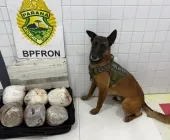 Cão farejador Ollie localiza drogas em duas ocorrências com prisões em Guaíra