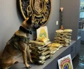 Cães farejadores auxiliam e polícia prende duas mulheres com drogas em Guaíra