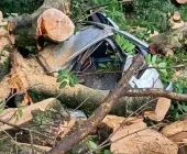 Árvore cai e destrói carro em Toledo