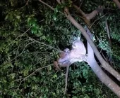 Onça-parda é flagrada em árvore na prainha de Porto Mendes