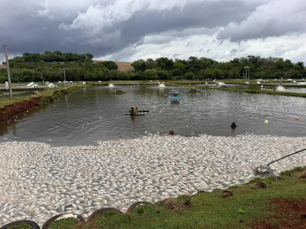 Falta de energia provoca morte de até 400 mil peixes em criadouro no Paraná