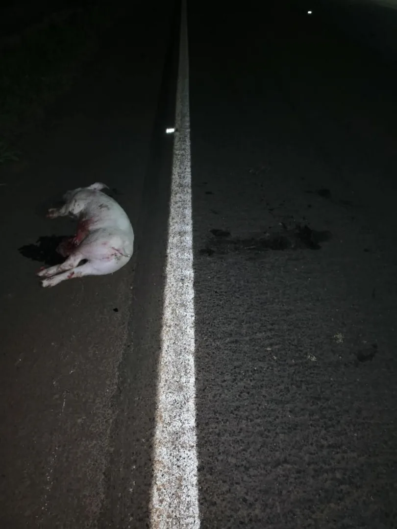 Ladrões encapuzados furtam cerca de 25 porcos de granja em Toledo