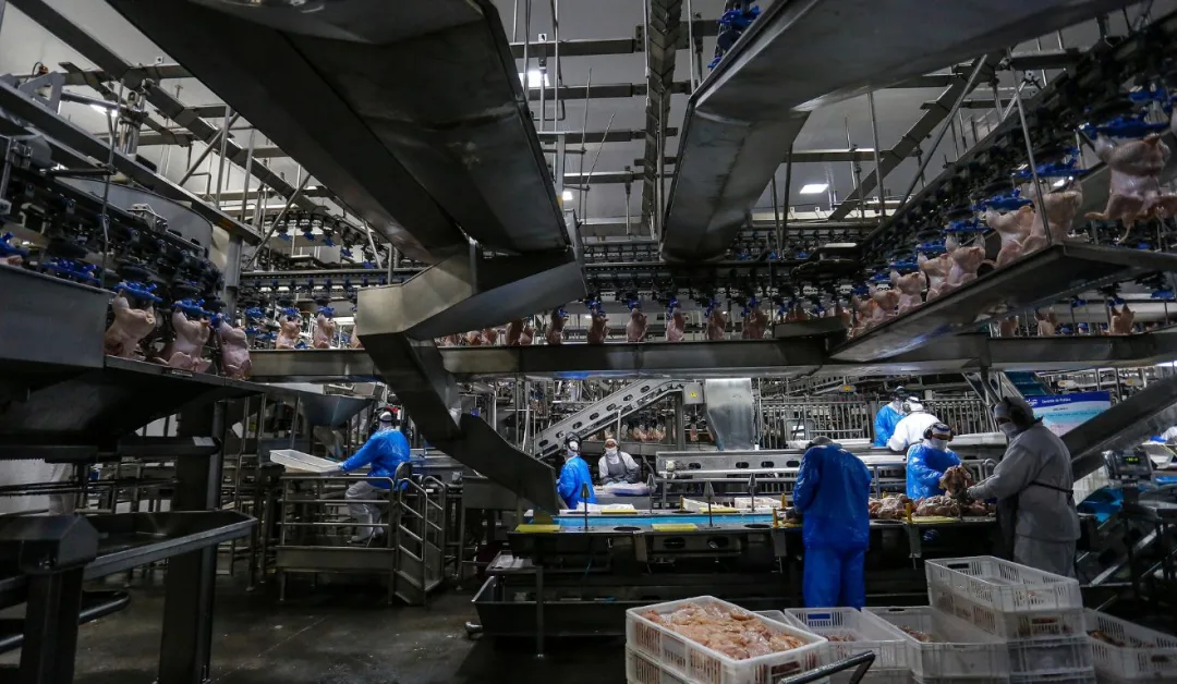 Mapa suspende exportação de carne de frango à China após doença de Newcastle em Santa Catarina