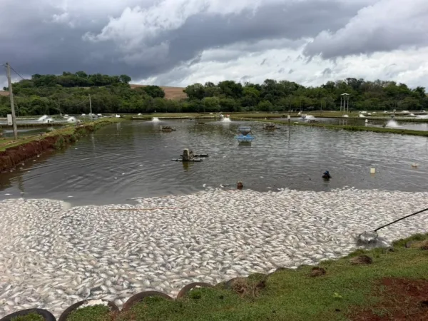 Falta de energia provoca morte de até 400 mil peixes em criadouro no Paraná