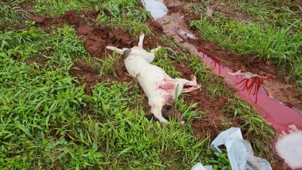 Pitbull morre baleado durante perseguição policial a caminhão em Cascavel